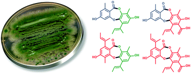 Expanding antibiotic chemical space around the nidulin pharmacophore