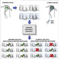 Proteomic diversity in a prevalent human-infective Giardia duodenalis sub-species