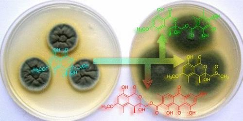 Banksialactones and Banksiamarins: Isochromanones and Isocoumarins from an Australian Fungus, Aspergillus banksianus