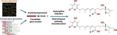 Chemical Ecogenomics-Guided Discovery of Phytotoxic α-Pyrones from the Fungal Wheat Pathogen Parastagonospora nodorum