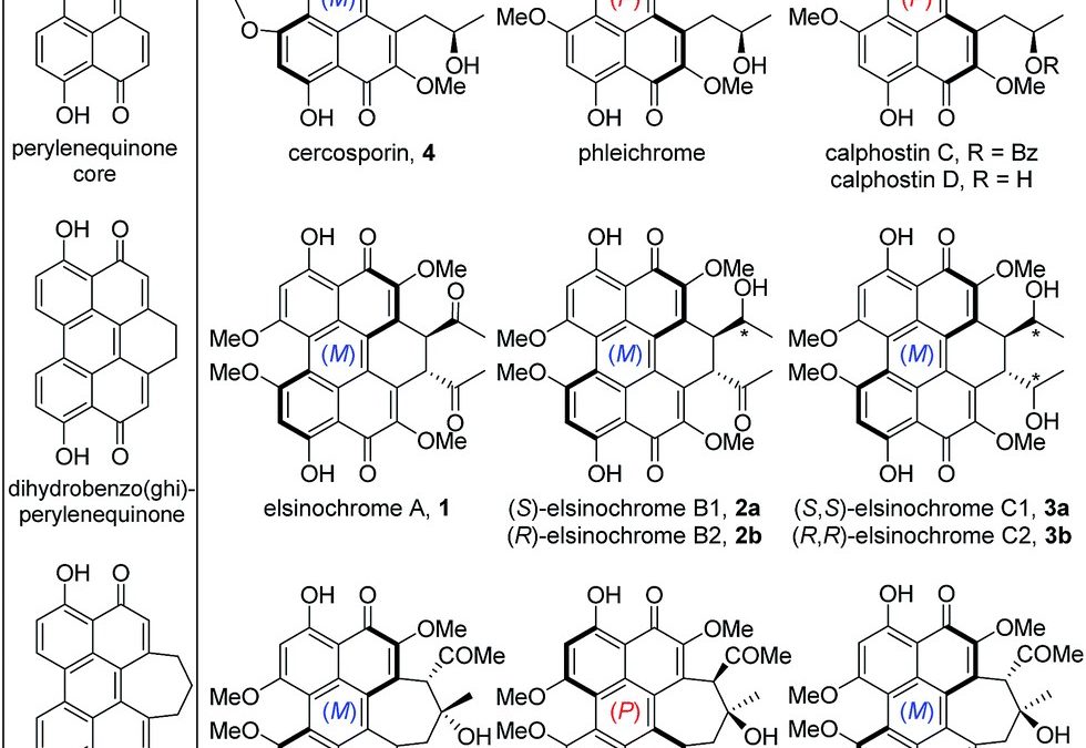 Heterologous biosynthesis of elsinochrome A sheds light on the formation of the photosensitive perylenequinone system