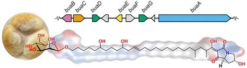 Discovery and Heterologous Biosynthesis of the Burnettramic Acids: Rare PKS-NRPS-Derived Bolaamphiphilic Pyrrolizidinediones from an Australian Fungus, Aspergillus burnettii