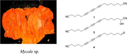 Albanitriles A-G: antiprotozoal polyacetylene nitriles from a mycale marine sponge.