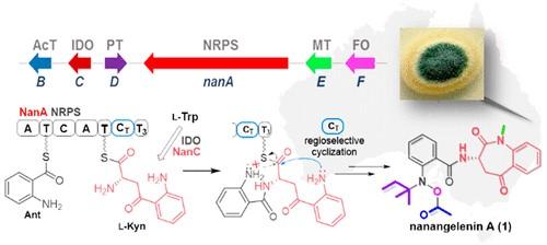 Biosynthesis of a New Benzazepine Alkaloid Nanangelenin A from Aspergillus nanangensis Involves an Unusual l-Kynurenine-Incorporating NRPS Catalyzing Regioselective Lactamization