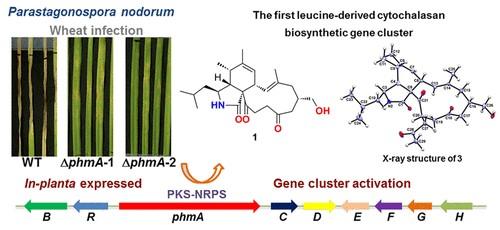 Genomics-driven discovery of phytotoxic cytochalasans involved in the virulence of the wheat pathogen Parastagonospora nodorum