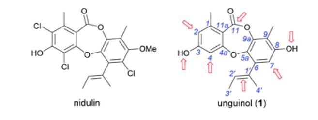 Semisynthesis and biological evaluation of a focused library of unguinol derivatives as next-generation antibiotics