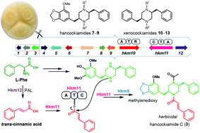 Hancockiamides: phenylpropanoid piperazines from Aspergillus hancockii are biosynthesised by a versatile dual single-module NRPS pathway