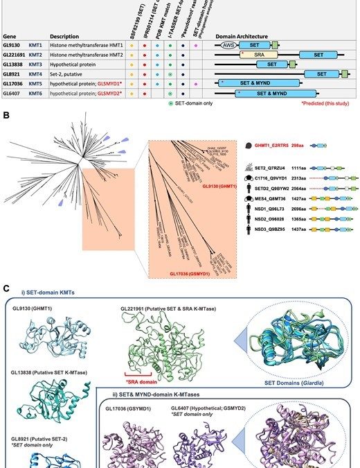 Eukaryote-Conserved Methylarginine Is Absent in Diplomonads and Functionally Compensated in Giardia