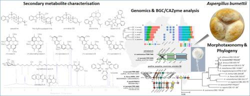 Comprehensive chemotaxonomic and genomic profiling of a biosynthetically talented Australian fungus, Aspergillus burnettii sp. nov.