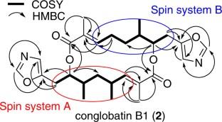 Conglobatins B–E: cytotoxic analogues of the C2-symmetric macrodiolide conglobatin