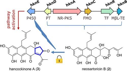 Genome Mining of Aspergillus hancockii Unearths Cryptic Polyketide Hancockinone A Featuring a Prenylated 6/6/6/5 Carbocyclic Skeleton