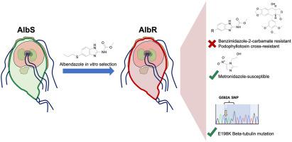 In vitro selection of Giardia duodenalis for Albendazole resistance identifies a β-tubulin mutation at amino acid E198K