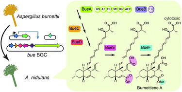 Characterisation and heterologous biosynthesis of burnettiene A, a new polyene-decalin polyketide from Aspergillus burnettii