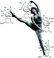 The chemical gymnastics of enterocin: evidence for stereodivergence in Nature