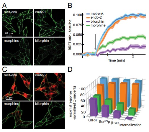 A tetrapeptide class of biased analgesics from an Australian fungus targets the µ-opioid receptor