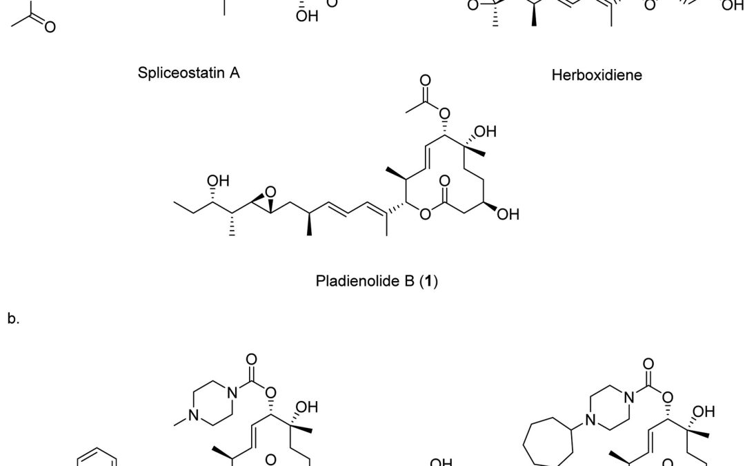 Production of novel pladienolide analogues through native expression of a pathway-specific activator