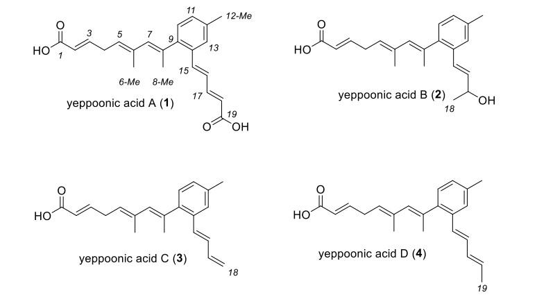 Yeppoonic acids A – D: 1,2,4-trisubstituted arene carboxylic acid co-metabolites of conglobatin from an Australian Streptomyces sp.