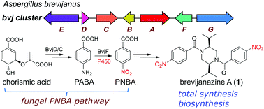 Discovery of brevijanazines from Aspergillus brevijanus reveals the molecular basis for p-nitrobenzoic acid in fungi