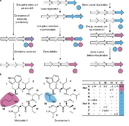 Bifurcation drives the evolution of assembly-line biosynthesis