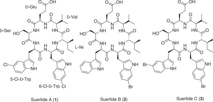 Suertides A–C: selective antibacterial cyclic hexapeptides from Amycolatopsis sp. MST-135876v3