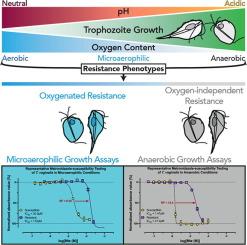 Drug susceptibility testing for oxygen-dependent and oxygen-independent resistance phenotypes in trichomonads