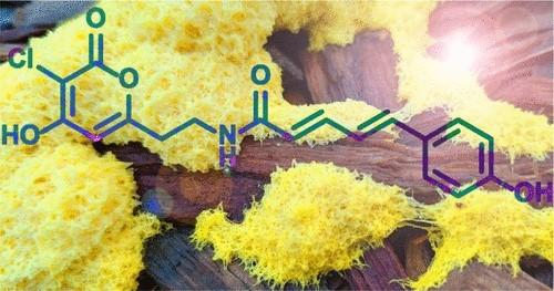 Fuligopyrones from the Fruiting Bodies of Myxomycete Fuligo septica Offer Short-Term Protection from Abiotic Stress Induced by UV Radiation