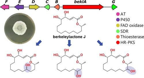 Stereodivergent Hydroxylation of Berkeleylactones by Penicillium turbatum