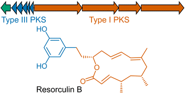 Resorculins: hybrid polyketide macrolides from Streptomyces sp. MST-91080