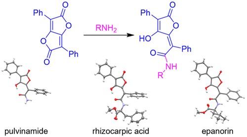 Synthesis, Characterization, and Bioactivity of the Lichen Pigments Pulvinamide, Rhizocarpic Acid, and Epanorin and Congeners