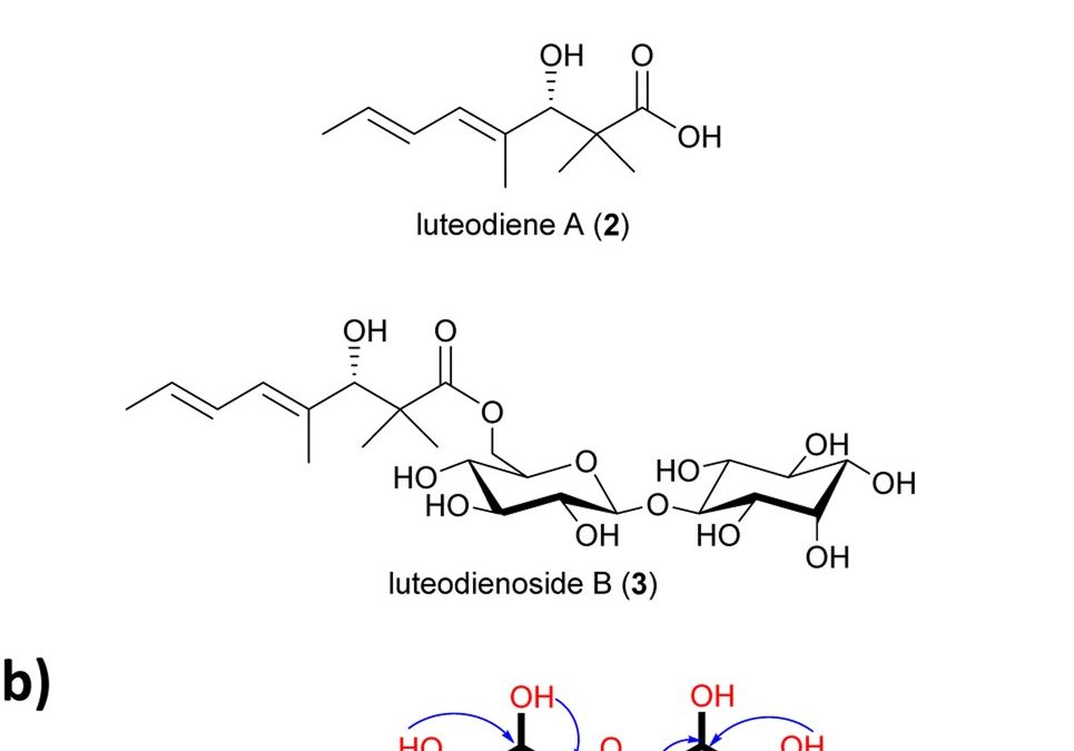 Discovery and heterologous biosynthesis of glycosylated polyketide luteodienoside A reveals unprecedented glucinol-mediated product offloading by a fungal carnitine O-acyltransferase domain