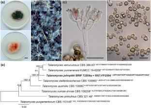 Talcarpones A and B: bisnaphthazarin-derived metabolites from the Australian fungus Talaromyces johnpittii sp. nov. MST-FP2594