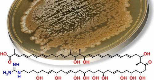 Turonicin A, an Antifungal Linear Polyene Polyketide from an Australian Streptomyces sp.