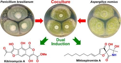 Fungal Duel between Penicillium brasilianum and Aspergillus nomius Results in Dual Induction of Miktospiromide A and Kitrinomycin A